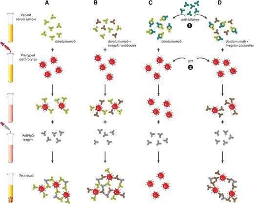 Figure 5. Daratumumab interferes with blood compatibility testing. (A) The plasma of daratumumab-treated patients is panreactive in routine serologic tests as a result of binding of daratumumab to endogenous CD38 on reagent red blood cells. This causes positive antibody screen tests and panreactive plasma in erythrocyte panel testing (indirect antiglobulin test). (B) Therefore, daratumumab interferes with the detection of irregular antibodies, which complicates the selection of suitable blood products for the transfusion of daratumumab-treated patients. (C and D) Interference of daratumumab in blood compatibility testing can be abrogated by neutralizing daratumumab in plasma samples from daratumumab-treated patients with (1) an anti-idiotype antibody (mouse-anti-daratumumab antibody) or (2) by denaturation of surface CD38 from reagent red blood cells by using the reducing agent dithiothreitol (DTT). (D) With both methods, underlying allo-antibodies against red blood cells can be identified in the presence of daratumumab.