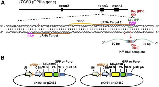 Figure 1. Strategy used to convert the PlA1 allelic form of GPIIIa to PlA2. (A) Schematic illustration of the ITGB3 locus, showing the location of the 2 gRNA binding sites (orange bars) and the protospacer adjacent motif (PAM) sequences (magenta) necessary to guide Cas9n to its cleavage site (red arrowheads). A 181 bp PlA2 HDR template was designed to introduce the Leu→Pro amino acid polymorphism. The T>C mutation responsible for the PlA1/PlA2 polymorphism (highlighted in red) is flanked by 90 nucleotide homology arms and creates an NciI site at the target locus that can be used for genotyping.13 The HDR template also contains 2 silent mutations (highlighted in blue) to prevent recleavage by Cas9n (see “Materials and methods”). (B) The gRNAs were cloned into the BbsI site of the CRISPR vectors px461 or px462, which encode GFP or a puromycin-resistance gene, respectively, as well as Cas9n. The use of 2 different guides to direct the Cas9n nickase to nearby sites at this locus significantly reduces the incidence of off-target mutations relative to that incurred using a single-guide RNA and the double-strand nuclease Cas9.27,28