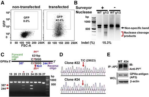 Figure 2. Conversion of PlA1-homozygous DAMI cells to PlA2 using CRISPR/Cas9n-directed gene editing. (A) GFP+ (∼40%) DAMI cells, transfected with px461-gRNA1, px461-gRNA2, and PlA2-encoding HDR template, were enriched with fluorescence-activated cell sorting and expanded. (B) Surveyor assay detected the insertions/deletions (indels), indicative of Cas9n-mediated cleavage at the PlA locus, in GFP+ CRISPR-edited cells. The red bracket indicates the range of expected fragment sizes. (C) Genomic DNA from single-cell GFP+ DAMI clones was PCR-amplified and digested with NciI to identify those clones encoding the PlA2 allelic isoform of GPIIIa. Red arrows indicate the expected NciI digestion products. Red asterisks indicate PlA2+ clones #22 and #24. (D) DNA sequence analysis showed the presence of the HDR-introduced T>C 29523 point mutation in clones #22 and #24. The red arrow highlights the heterozygous partial allelic substitution expected in the multiploid DAMI cell line. (E) Cell lysates from wild-type and clone #24 DAMI cells were immunoprecipitated using the GPIIIa-specific mAb, AP3, followed by immunoblotting with human maternal anti-PlA2 antiserum. The relative equivalence of antigen loading was determined by immunoblotting whole-cell lysates (WCL) with AP3 and anti-β-actin antibodies. Note that clone #24, but not wild-type DAMI cells, has a PlA2-reactive band (red asterisk).