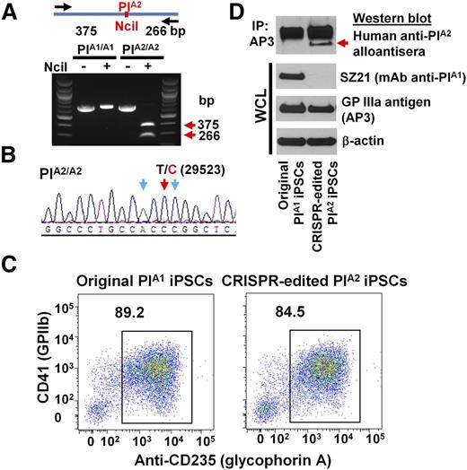 Figure 3. Conversion of iPSCs from PlA1 to PlA2. (A) Genomic DNA, isolated from iPSCs that had been transfected with px462-gRNA1, px462-gRNA2, and PlA2-ssODN, was PCR amplified and digested with NciI, which differentiates the PlA1 allelic isoform from PlA2. Red arrows indicate the expected fragment sizes of a typical clone that had been converted to PlA2. (B) Sequencing data confirmed the T>C 29523 point mutation in CRISPR-edited PlA2 iPSCs. The red arrow indicates the target T>C mutation. Blue arrows indicate silent mutations that were intentionally introduced into the repair oligo to prevent digestion of the final edited genome by Cas9n. (C) Allele-specific expression of GPIIb-IIIa (CD41) on both native and CRISPR-edited iPSC-derived day 8 HPCs. Nonadherent HPCs express abundant levels of the CD41/CD61 complex (integrin αIIb-β3) as well as CD235 (glycophorin A). Note that both cell lines were similarly double-positive. (D) Cell lysates from wild-type, PlA1, and CRISPR-edited PlA2 iPSC–derived HPCs were immunoprecipitated with AP3, followed by immunoblotting with human maternal anti-PlA2 antiserum. Note that the anti-PlA2 antiserum is positive for GPIIIa expressed in the gene-edited, but not native, iPSC line (red arrow), whereas the PlA1-selective mAb, SZ21, binds GPIIIa from native, but not gene-edited, iPSCs.