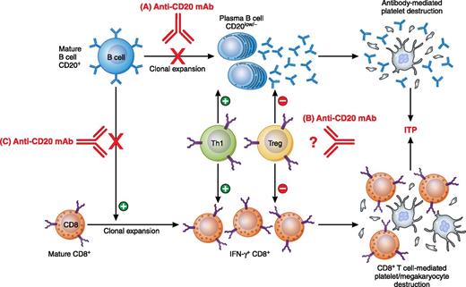 Previously reported mechanisms of anti-CD20 mAb: (A) depletion of B cells and subsequent decrease in plasma B-cell population and antibody production; (B) downregulation of Th1 and upregulation of Treg populations for unclear reasons. Work by Guo et al revealed a novel mechanism: (C) inhibition of CD8+ T-cell proliferation and amelioration of CD8+ T-cell–mediated pathogenesis. Professional illustration by Patrick Lane, ScEYEnce Studios.