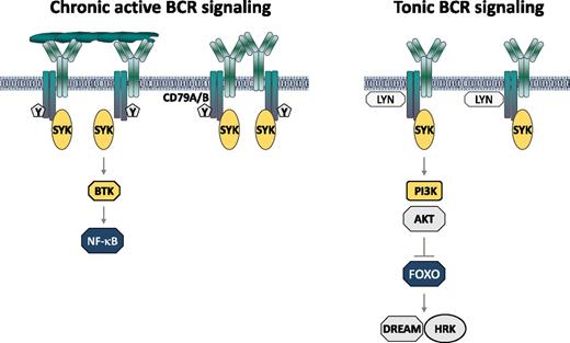 Mechanisms of BCR pathway activation in DLBCL. Mutations in CD79A and CD79B are indicated with Y.