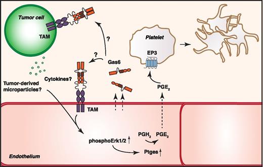 In the presence of endothelium-derived Gas6, tumor cells induce phosphorylation of Erk1/2 in endothelial cells, leading to an upregulation of Ptges production. Ptges produces PGE2 from prostaglandin H2 (PGH2), which, on secretion, interacts with the EP3 receptor on platelets to trigger platelet activation and promote thrombosis. Whether the effects mediated by Gas6 are due to an interaction of Gas6 with the tumor cell or through an autocrine signaling in the endothelial cell is still unknown.