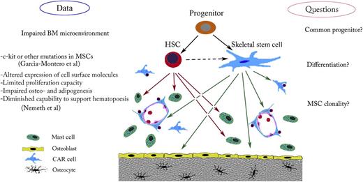 Possible cellular targets and effects of gain-of-function c-kit mutations. In the BM microenvironment, a mutation in a common hematopoietic stem cell (HSC)/skeletal stem cell progenitor could affect both mast cells and the hematopoietic supportive stroma. Such a mutation might explain defects in bone, cartilage, or adipose tissue. Mutation in these cells, which arise from the common progenitor, might also disturb BM homeostasis.