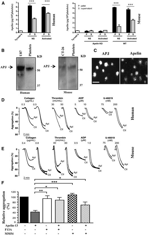 Figure 1. Apelin-13 inhibits platelet aggregation that expresses apelin and APJ receptor. (A) Quantity of apelin determined by enzyme immunoassay in cell lysates and media of resting “none-stimulated” (NS) human (left) and mouse (right) platelets and after activation by thrombin (1 U/mL). The quantity of apelin was expressed in picograms per 109 platelets ± standard deviation of at least 3 independent platelet samples. ***P < .001, Student t test. (B) Representative immunoblot of APJ in human (left) and mouse (right) cells. The molecular weight and the APJ-expressing human U87 and murine CT-26 cells (positive controls) are indicated. (C) Immunofluorescence analysis of APJ and apelin expression in platelets. Controls were stained using specific APJ or apelin antibody with the secondary antibodies only and were negative. Original magnification ×100. (D-E) Aggregation of washed human (D) and mouse (E) platelets induced by indicated concentration of collagen, thrombin, ADP plus fibrinogen (100 μg/mL), or U-46619, with or without incubation with apelin-13 (10 μM; Apl). Traces are representative of at least 3 independent experiments. Results are expressed as the percentage change in light transmission with respect to the blank (buffer without platelets; Ctl), set at 100%. (F) Thrombin-induced aggregation of human platelets preincubated with PBS; apelin-13 (10 μM), F13A (100 μM), F13A (100 μM) plus apelin-13 (10 μM), MM54 (100 μM), or MM54 (100 μM) plus apelin-13 (10 μM). The relative percentage ± SEM of 3 independent experiments is expressed and statistical significance was determined by 1-way ANOVA followed by Tukey test (*P < .05; **P < .01; ***P < .001). KD, KDa; KO, knockout; PBS, phosphate-buffered saline; SEM, standard error of the mean.