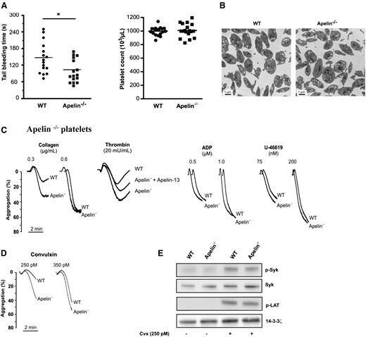 Figure 4. Reduced bleeding times in apelin−/− mice and aggregation of apelin−/− platelets. (A) Tail-bleeding times (left) and platelet count (right) in WT and apelin−/− mice. (B) Images of WT and apelin−/− platelet ultrastructure obtained by electron microscopy. Bar represents 1 μm. (C) Aggregation of washed WT and apelin−/− platelets induced by indicated concentration of collagen, thrombin, ADP, or U-46619. In several experiments, apelin−/− platelets were challenged with apelin-13 (10 μM). Traces are representative of at least 3 independent experiments. Results are expressed as the percentage change in light transmission with respect to the blank (buffer without platelets), set at 100%. (D) Aggregation of WT and apelin−/− platelets induced by convulxin (250 and 350 pM). Traces are representative of at least 3 independent experiments. Results are expressed as the percentage change in light transmission with respect to the blank (buffer without platelets), set at 100%. (E) Immunoblot of GPVI signaling by analysis of tyrosine phosphorylation of Syk (p-Syk) and LAT (p-LAT) in WT and apelin−/− platelets after activation for 2 min by 250 pM of convulxin (Cvx) in the presence of Leo.H4 (20 μg/mL) to prevent outside-in signaling induced by αIIbβ3 engagement, and in the presence of apyrase (5 U/mL) plus indomethacin (5 μM) to prevent platelet secretion. The expression of 14.3.3ζ was used as loading control. Results are representative of 3 experiments.