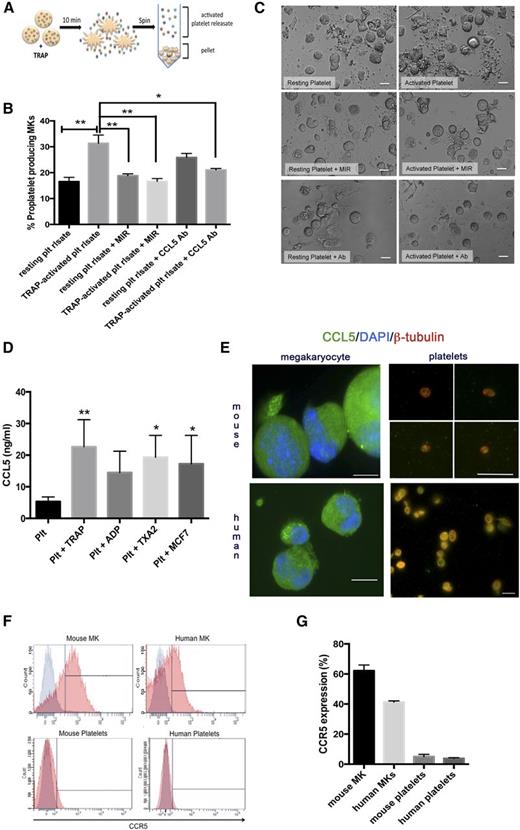 Figure 1. Platelet-derived CCL5 enhances proplatelet production. (A) Generation of activated platelet releasate. Platelet number was counted using a fluorescence-activated cell sorter and adjusted to 2 × 108/mL. The resting state of platelets was confirmed by P-selectin antibody (BD Biosciences) labeling by flow cytometry. Platelets were either activated with 25 μM TRAP (Thrombin Receptor Activator Peptide, Sigma-Aldrich) or incubated with vehicle control for 10 minutes at 37°C. The resulting supernatant, or “releasate,” was separated from the cell pellet by centrifugation and used in subsequent experiments. (B-C) MKs from fetal liver cultures on day 4 of maturation were resuspended in 300 μL TRAP-activated or unactivated platelet releasate (with or without addition of anti-CCL5 antibody). 100 nM maraviroc (MIR) was added to indicated cultures 30 minutes prior to resuspension in platelet releasate. Proplatelet production from MKs was manually quantified after 6 hours based on images generated from a Nikon TE-2000-E Microscope (Nikon) equipped with a 20× (0.3 numerical aperture) Plan-Fluoro objective, using a Hamamatsu charged-coupled device camera, as previously described.14-16 Briefly, for each replicate, at least 100 cells per condition were counted and scored as either “round” or “proplatelet-producing.” n = 3-6; *P < .05, **P < .01, with data plotted as mean and standard error of the mean and statistical analysis done by 1-way ANOVA with Tukey’s multiple comparisons test. Representative images of proplatelet formation are shown in panel C, indicating enhanced, long proplatelet strings with the addition of TRAP-activated platelet releasate. (D) Platelets were prepared as above and activated with 25 μM TRAP, 25 μM ADP (Biodata), 100 μM Thromboxane A2 (Caymen), or 3 × 106/mL MCF-7 breast tumor cells (ATCC). CCL5 in releasate was measured using the Quantikine human CCL5 enzyme-linked immunosorbent assay kit according to the manufacturer’s instructions (R&D Systems). n = 3; *P < .05, **P < .01, with data plotted as mean and standard error of the mean and statistical analysis done by 1-way ANOVA showing differences compared with resting platelet control. (E) Platelets and mouse MKs were isolated and prepared as previously described. Human MKs were isolated from umbilical cord blood collected with institutional review board approval from healthy full-term neonates (38-42 weeks gestation) at Brigham and Women’s Hospital Labor and Delivery. Briefly, CD34+ cells were then isolated using a positive magnetic selection system (Miltenyi Biotec) and plated in 24-well plates at 1 × 105 cells/mL and cultured in serum-free medium with rTPO (50 ng/mL, PeproTech), with twice-weekly medium changes for 14 days. Live-cell number was quantified twice weekly by staining with 0.4% Trypan blue. For immunofluorescence, samples were fixed in 4% formaldehyde and centrifuged onto poly-l-lysine (1 μg/mL)-coated coverslips, permeabilized with 0.5% Triton-X-100, and blocked in blocking buffer.18 Samples were examined with a Zeiss Axiovert 200 (Carl Zeiss, Thornwood, NY) equipped with a 63× or 100× (1.4 numerical aperture) Plan-ApoChromat oil-immersion objective, and images were obtained and analyzed using Metamorph software (Molecular Devices, Sunnyvale, CA) and ImageJ (National Institutes of Health; http://rsb.info.nih.gov/ij/). Scale bars represent 2 μm (platelets) and 20 μm (MKs); green indicates CCL5. In platelet samples only, red indicates β-tubulin. In MK samples only, blue indicates Hoechst (nucleus). (F-G) Surface expression of CCR5 was determined on mouse and human MKs and platelets using a phycoerythrin-conjugated anti-human/mouse CCR5 antibody (R&D Systems) compared with an isotype control. (G) Representative histograms are shown with CCR5-positive staining (red) overlayed onto isotype control (gray). (H) CCR5 expression was quantified. n = 3. Ab, antibody; plt, platelet; rlsate, releasate.