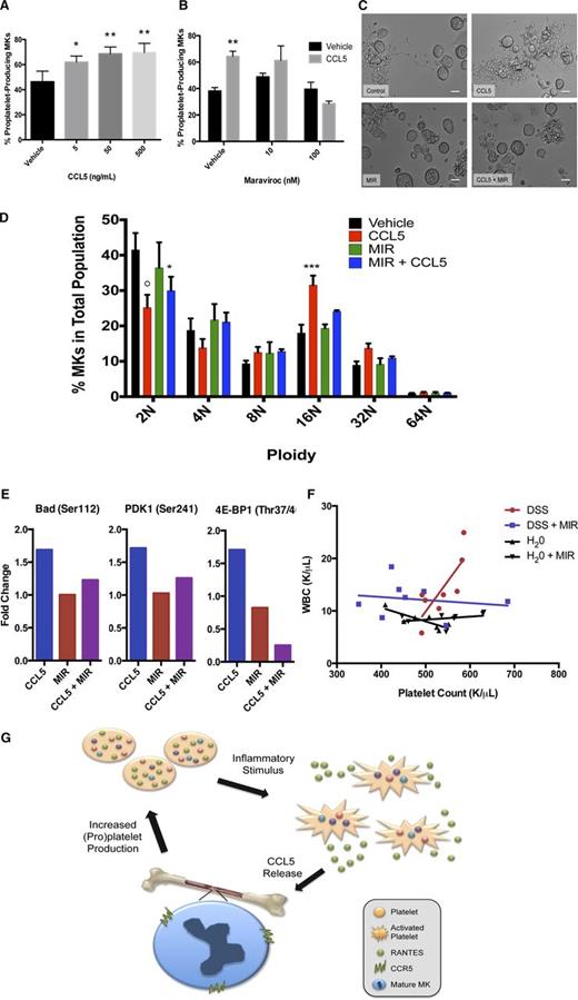 Figure 2. The CCL5/CCR5 axis enhances megakaryocyte maturation and proplatelet formation through apoptosis suppression. (A) Recombinant CCL5 (5, 50, or 500 ng/mL) or vehicle control was added to MK cultures on day 4 of maturation. Proplatelet production from MKs was manually quantified after 6 hours as described in Figure 1 and previously.14-16 n = 6; *P < .05, **P < .01, with statistical analysis done by Student t test compared with vehicle control. (B) Maraviroc (10 or 100 nM) was added to indicated cultures and allowed to incubate for 30 minutes. 50 ng/mL CCL5 or vehicle control was then added to MK cultures on day 4 of maturation. Proplatelet production from MKs was manually quantified after 6 hours as described elsewhere.14-16 n = 3; **P < .01, with statistical analysis done by Student t test compared with vehicle control. (C) Representative images of proplatelet production in MKs treated with CCL5 ± maraviroc (MIR). Images were obtained with a Zeiss Axiovert 200 (Carl Zeiss) equipped with a 20× objective, and images obtained and analyzed using Metamorph software (Molecular Devices) and ImageJ. Scale bars represent 20 μm. (D) On day 1 of MK maturation, maraviroc (100 nM) was added to indicated cultures and allowed to incubate for 30 minutes. 50 ng/mL CCL5 or vehicle control was then added to MK cultures. On day 4, MK ploidy was determined using a fluorescence-activated cell sorter (30 000 events per sample) by gating on fluorescence intensity based on DNA binding via propidium iodide (Sigma Aldrich). Statistical analysis was done using 2-way ANOVA with α = 0.05, comparisons made between vehicle control and various treatment groups, as indicated. n = 6; *P < .05, **P < .01, ***P < .005, and ○P < .0001, with data plotted as mean and standard error of the mean and statistical analysis done by 2-way ANOVA with Dunnett’s multiple comparisons test. (E) To interrogate the Akt signaling pathway, maraviroc (100 nM) was added to indicated MK cultures on day 4 of maturation and allowed to incubate for 30 minutes prior to the additional of 50 ng/mL CCL5 or vehicle control. Lysates were generated 15 minutes after the addition of CCL5 and analyzed using the PathScan Akt Signaling Antibody Array (Cell Signaling Technology), which detects phosphorylation levels of 18 proteins in the Akt signaling pathway. The array was performed according to the manufactures instructions, imaged using a G:Box Imaging System (Syngene) and analyzed with ImageJ software. Data were normalized to untreated day 4 MK lysate, and fold changes of 1.5 or greater are shown. (F) Mice were exposed to DSS (5% wt/vol in drinking water) to induce colitis or given untreated drinking water and treated with maraviroc (10mg/kg intraperitoneally, daily) or saline vehicle. After 7 days, mice were euthanized and blood was collected to determine platelet and WBC count (HemaVet, Drew Scientific). Platelet count was correlated with WBC (a marker of inflammation) in each of the four treatment groups using GraphPad Prism 6 software. Pearson’s correlation, P = .018. (G) Proposed model of CCL5/CCR5-induced thrombocytosis. In a state of physiological stress, platelet activation by agonists leads to release of platelet CCL5. CCL5 binds to MK CCR5, causing increased MK maturation and proplatelet formation and a subsequent increase in circulating platelet levels. Thus, a positive feedback loop is established.