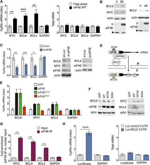Figure 2. MYC, BCL2, and BCL6 are eIF4E targets. (A) Cytosolic/nuclear ratio (left) and total mRNA (right) of BCL6, BCL2, MYC, and glyceraldehyde-3-phosphate dehydrogenase (GAPDH; as control) transcripts in U2OS cells transfected with eIF4E plasmid (eIF4E-WT) or flag-vector as control. (B) Protein levels of BCL6, BCL2, MYC, actin (as control), and eIF4E in U2OS cells transfected with eIF4E plasmid (4E) or flag-vector (V). Endogenous eIF4E is marked with closed arrowhead and flagged eIF4E is marked with an open arrowhead. (C) Cytosolic/nuclear ratio of BCL6, BCL2, MYC, and GAPDH (as control) transcripts in U2OS cells transfected with siRNA for luciferase (as control) or siRNA for eIF4E. Protein levels of BCL6, BCL2, MYC, and eIF4E from the experiments are shown on the right. (D) Cartoon depicting loss of function caused by each mutant eIF4E construct used in subsequent experiment. (E) Cytosolic/nuclear ratio of BCL6, MYC, and BCL2 transcripts (GAPDH transcripts are shown as a control) and total transcript expression (right) of UOS2 cells transfected with green fluorescent protein (GFP) (as a vector control), wild-type eIF4E, and mutant eIF4E constructs eIF4EW73A and eIF4ES53A. (F) BCL6, MYC, BCL2, and eIF4E protein expression for cells shown in panel E. (G) eIF4E RIP fold enrichment of MYC, BCL2, BCL6, and GAPDH (negative control) mRNAs over input in U2OS cells. (H) Cytosolic/nuclear ratio of luciferase and GAPDH (as negative control) in U2OS cells transfected with luciferase gene with or without BCL6 3′UTR sequence. Total mRNA for the same conditions is shown on the right. ****P < .0001.