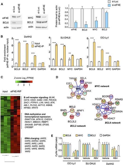 Figure 3. Nuclear eIF4E regulates the export of lymphomagenic transcripts. (A) Protein levels of BCL6, BCL2, MYC, and eIF4E in the DH/TH DoHH2 cells transfected with siRNA for luciferase (as control) or siRNA for eIF4E. Protein quantification is shown on the right for triplicate experiments as mean ± standard error of the mean (SEM). (B) eI4FE mRNA immunoprecipitation for BCL6, MYC, BCL2, and GAPDH (as control) in DoHH2, SU-DHL6, and OCI-Ly1 nuclear fractions. Results expressed as fold enrichment over nuclear input. ***P < .001 and **P < .05 (Student t test for triplicates). (C) eI4FE RIP sequencing (RIP-seq) in OCI-Ly1 cells (vs nuclear input). Selected transcripts and pathways differentially enriched in eIF4E RIPs are shown on the right. (D) eIF4E nuclear targets that sustain BCL6, MYC, and BCL2 activity in lymphoma cells depicted as “networks” from Search Tool for the Retrieval of Interacting Genes/Proteins analysis. Transcripts identified in this eIF4E RIP-seq are shown in red circles. (E) Effect of ribavirin (RBV) on the mRNA nuclear export (determined by mRNA cytosolic/nuclear ratio) of BCL6, MYC, BCL2, and GAPDH (as control) in SU-DHL6, OCI-Ly1, and DoHH2 cells.