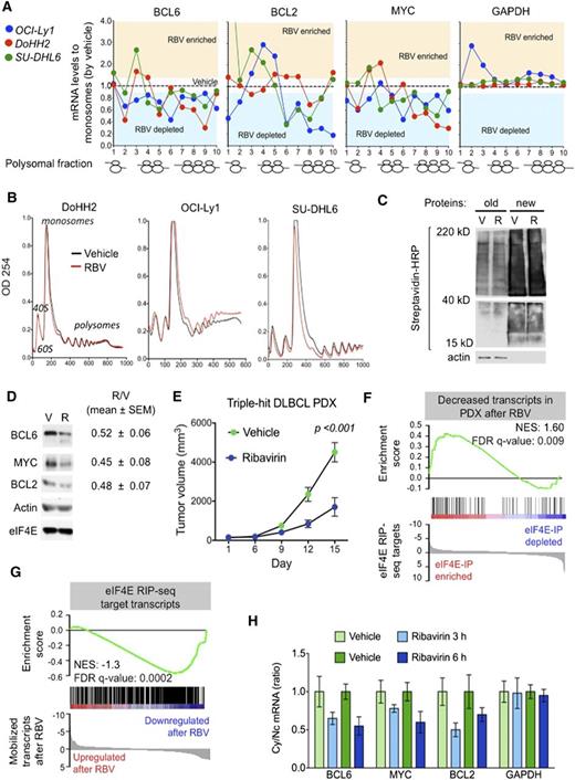 Figure 4. Ribavirin is active a TH DLBCL patient-derived xenograft (PDX) model. (A) Polysomal profiling of BCL6, BCL2, MYC, and GAPDH (as control) transcripts in OCI-Ly1, DoHH2, and SU-DHL6 cells treated with vehicle (black dotted line) vs ribavirin (RBV). Each profiling is normalized to the respective vehicle represented with a dotted central line. Points localized above and below the line represent polysome fractions enriched and depleted in RBV-treated cells. (B) Total polysomal profiling of DoHH2, OCI-Ly1, and SU-DHL6 cells treated with vehicle (black line) vs ribavirin (red line). (C) Total protein levels in OCI-Ly1 cells treated with vehicle (V) and ribavirin (R). Previously synthesized protein is marked as old and newly synthesized protein is marked as new. Actin was used as control. (D) Protein levels of BCL6, BCL2, MYC, eIF4E, and actin (as control) in SU-DHL6 cells treated with vehicle (V) vs ribavirin (R) for 48 hours. Densitometry analysis is shown on the right for replicates experiments as mean ± SEM conducted in SU-DHL6, OCI-Ly1, and DoHH2 cell lines. (E) In vivo effect of ribavirin (blue dots) vs vehicle (green dots) in the PDX-4 mice. (F-G) Gene Set Enrichment Analysis of decreased transcripts upon ribavirin treatment in PDX-4 mice and eIF4E nuclear targets from RIP-seq experiments. (H) Cytosolic vs nuclear distribution of BCL6, BCL2, MYC, and GAPDH (as control) mRNAs from the PDX-4 after ribavirin treatment of 3 hours or 6 hours. FDR, false discovery rate; NES, normalized enrichment score.