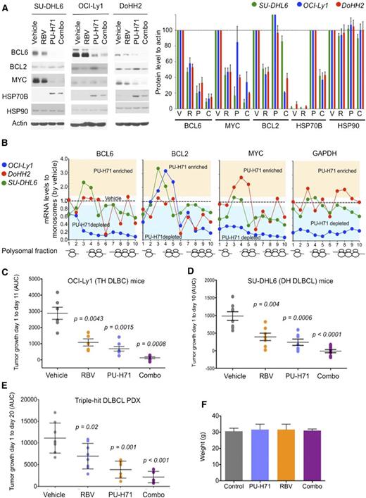 Figure 5. Antilymphoma effect of combined inhibition of eIF4E and TEHsp90. (A) Effect on BCL6, BCL2, MYC, Hsp70, Hsp90, and actin (as control) protein abundance of vehicle, ribavirin (RBV), PU-H71, and their combination (combo) in SU-DHL6 (SU6), DoHH2 (Do2), and OCI-Ly1 (Ly1) cells. Densitometry analysis is shown on the right for triplicate experiments as mean ± SEM. C, combination; P, PU-H71; R, ribavirin; V, vehicle. (B) BCL6, MYC, BCL2, and GAPDH polysomal profiling of OCI-Ly1, DoHH2, and SU-DHL6 cells treated with vehicle (black dotted line) or the TEHsp90 inhibitor PU-H71. Each profiling is normalized to its respective vehicle represented with a dotted central line. Points localized below the line represent polysome fractions depleted in PU-H71-treated cells. (C-D) Tumor growth (in AUC from day 1 to day 10) of OCI-Ly1 and SU-DHL6 xenografted mice. P values are shown on top for each group for the comparison with vehicle-treated mice. (E) Tumor growth (in AUC from day 1 to day 20) of TH DLBCL PDX xenografted mice. P values are shown on top for each group for the comparison with vehicle-treated mice. (F) Body weight at day 21 of mice from panel E.