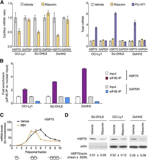 Figure 6. Ribavirin decreases TEHsp90 inhibition–induced Hsp70 upregulation. (A) Effect of ribavirin on the mRNA nuclear export (determined by mRNA cytosolic/nuclear ratio) of HSP70B (HSPA6) and GAPDH (as control) in OCI-Ly1, SU-DHL6, and DoHH2 cells. The effect on total mRNA is sown on the right with PU-H71 effect as control. (B) eI4FE mRNA immunoprecipitation for HSP70B and GAPDH (as control) in OCI-Ly1, SU-DHL6, and DoHH2 nuclear fractions. Results expressed as fold enrichment over nuclear input. (C) Polysomal profiling of HSP70B transcript in OCI-Ly1 cells treated with vehicle vs ribavirin (RBV). (D) Effect on Hsp70 and actin (as control) protein abundance in ribavirin- and vehicle-treated SU-DHL6, OCI-Ly1, and DoHH2 cells. Immunoblots from 50 μg of cell lysates were exposed for optimal time to visualize Hsp70 at baseline. Hsp70 protein quantification (to actin) is shown at the bottom for quadruplicate experiments as mean ± SEM.