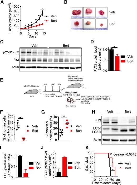 Figure 5. In vivo antileukemic activity of bortezomib in FLT3-ITD driven leukemia. (A-D) Bortezomib (Bort) inhibited tumor growth and targeted FLT3-ITD protein expression in NOD/SCID mice subcutaneously engrafted with MV4-11 cells. Mice were treated twice a week with 1 mg/mL bortezomib IP. (A-B) Tumor growth was evaluated by measuring tumors with a caliper. (C) Tumor cells were lysed and analyzed by western blot using indicated antibodies. (D) Western blot quantification of FLT3-ITD protein expression. (E-J) Antileukemic activity of bortezomib in NSG mice engrafted by IV injection of MV4-11 cells. After engraftment mice were treated twice a week with IV injections of 0.75 mg/kg bortezomib. After 3 daily doses of bortezomib, vehicle mice (n = 5) and treated mice (n = 5) were sacrificed and analyzed. (F) Percentage of human cells in the murine bone marrow was assessed by hCD45+/hCD33+/hCD44+ labeling and flow cytometry. (G) In vivo bortezomib-induced cell death was evaluated onto the hCD45+/hCD33+/hCD44+ compartment after Annexin-V staining via flow cytometry. (H) Viable human cells hCD33+/hCD45+/Annexin-V− were cell sorted by flow cytometry, lysed, resolved by sodium dodecyl sulfate- polyacrylamide gel electrophoresis, and immunoblotted with indicated antibodies. (I-J) Ratio FLT3-ITD/actin (I) or LC3-II/actin (J) using GeneTool software (western blot quantification). (K) Kaplan Meier survival curves of mice treated by bortezomib or vehicle (Veh). *P < .05; **P < .01; ***P < .001.