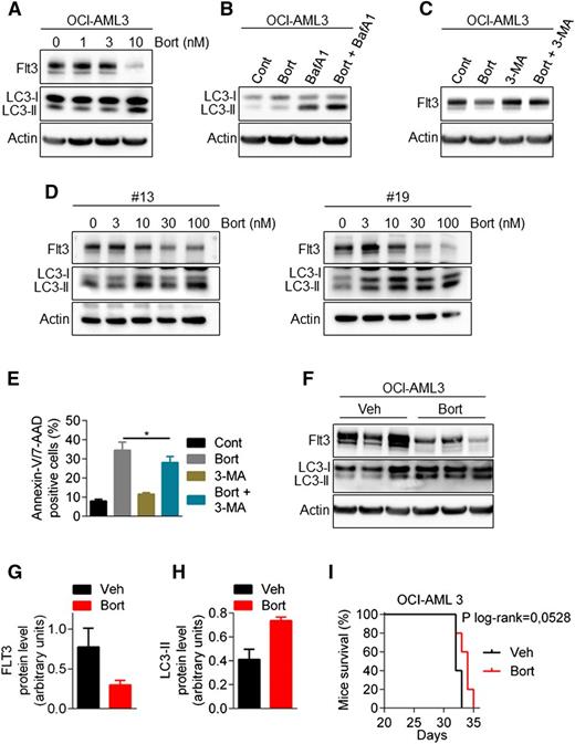 Figure 6. Bortezomib regulates wild-type FLT3 expression. (A) Downregulation of FLT3-wild-type by bortezomib (Bort). OCI-AML3 cells were treated for 24 hours with increasing concentrations of bortezomib. Total cell lysates were resolved by sodium dodecyl sulfate (SDS)-polyacrylamide gel electrophoresis (PAGE) and immunoblotted with the indicated antibodies. (B) Bortezomib induces an active autophagic flux in FLT3-WT cells. OCI-AML3 cells were incubated for 24 hours with 10 nM bortezomib alone or in combination with 10 nM Bafilomycin A for the last 2 hours. Cells were lysed and LC3-I to LC3-II conversion was assessed by western blot analysis. (C) Inhibition of autophagy rescues bortezomib-induced downregulation of FLT3-WT. OCI-AML3 were treated for 24 hours with 10 nM bortezomib alone or in combination with 5 mM 3-MA, before cell lysis and immunoblotting analysis. (D) Bortezomib effects in primary FLT3-WT AML samples. Patient samples were treated 24 hours with increasing concentrations of bortezomib and then analyzed by western blot. (E) Autophagy inhibition by 3-MA affects bortezomib-induced cell death in OCI-AML3 cells. OCI-AML3 cells were treated 24 hours with 10 nM bortezomib alone or in combination of 5 mM 3-MA before Annexin-V/7-AAD staining and flow cytometry analysis. (F-I) Activity of bortezomib in NSG mice engrafted by IV injection of OCI-AML3 cells. After engraftment, mice were treated twice a week with intraperitoneal injections of 0.75 mg/kg bortezomib. (F) Viable human cells hCD33+/hCD45+/Annexin-V− were cell sorted by flow cytometry, lysed, resolved by SDS-PAGE, and immunoblotted with indicated antibodies. (G-H) Ratio FLT3-ITD/actin (G) or LC3-II/actin (H) using GeneTool software. (I) Kaplan-Meier survival curves of mice treated by bortezomib or vehicle.