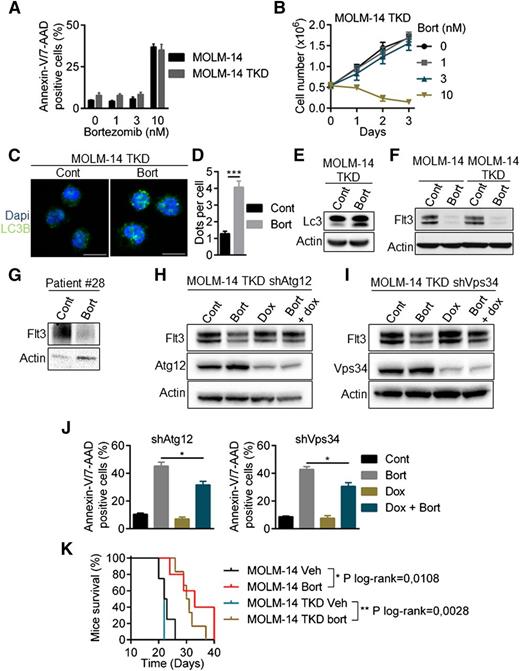 Figure 7. Bortezomib overcomes resistance to quizartinib induced by tyrosine kinase domain mutations of FLT3-ITD. (A-B) MOLM-14/TKD-D835Y cells were as sensitive to bortezomib (Bort) as parental MOLM-14. (A) Cells were treated with bortezomib before Annexin-V/7-AAD labeling and analysis by flow cytometry. (B) MOLM-14/TKD cell proliferation upon bortezomib treatment was assessed by trypan blue counting. (C-J) Activation of autophagy by bortezomib in MOLM-14/TKD cells. (C) MOLM-14/TKD cells were incubated 24 hours with 10 nM bortezomib before immunofluorescence analysis using LC3-B antibody and an anti-mouse-Alexa 488 antibody, and labeling with DAPI. Analyses were performed on a Zeiss LSM710 confocal microscope. (D) Quantification of LC3-positive dots. At least 100 cells per condition of three independent experiments were counted. (E) Cells were treated 24 hours with 10 nM bortezomib before immunoblotting analyses using appropriate antibodies. (F-G) Downregulation of FLT3-ITD after bortezomib treatment. MOLM-14, MOLM-14/TKD cells (F) or a FLT3-TKD primary AML sample (G) were treated 24 hours with 10 nM or 3 nM bortezomib, respectively, and then analyzed by western-blotting. (H-I) MOLM-14/TKD cells were infected with TRIPZ lentiviral shRNA targeting ATG12 or VPS34. ShRNA expressions were induced by 72 hours 1 µg/mL doxycycline treatment and cells were incubated 24 hours with 10 nM bortezomib. Cells were then lysed and analyzed by immunoblotting. (J) Cells were treated 24 hours with 10 nM bortezomib in the presence or not of doxycycline and apoptosis was assessed by flow cytometry after Annexin-V/7-AAD staining. (K) Kaplan Meier survival curves of MOLM-14 and MOLM-14/TKD mice treated by bortezomib or vehicle. Dapi, 4,6 diamidino-2-phenylindole. *P < .05; **P < .01; ***P < .001.