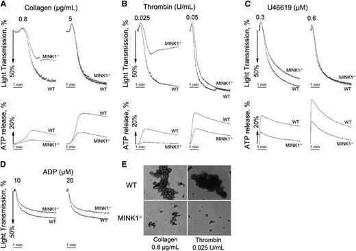 Figure 3. MINK1−/− platelets show impaired aggregation responses associated with defective release of ATP. (A-D) Platelets were stimulated with collagen, thrombin, the TXA2 analog U46619, and ADP (in the presence of fibrinogen). Aggregation and ATP release was assessed with a Chrono-log lumiaggregometer under stirring at 1200 rpm for 5 minutes. Traces are representative of at least 3 independent experiments. (E) Platelets were then fixed with 1.5% paraformaldehyde for 30 minutes at room temperature, and observed by differential interference contrast (Nikon TE-2000S, ×10 objective, DS-2MBWc-U1 CCD camera). Data are representative of 3 independent experiments.