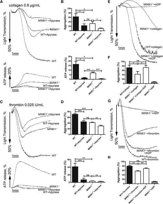 Figure 4. Reduced ADP secretion is responsible for defective aggregation of MINK1−/− platelets. (A,C) Aggregation and ATP release of washed WT or MINK1−/− platelets stimulated with collagen (0.8 μg/mL) or thrombin (0.025 U/mL) in the presence or absence of apyrase (1 U/mL) incubated for 5 minutes. (B,D) Percentage of platelet aggregation and ATP release from at least 4 independent experiments depicted in panels A and C, and the results are shown as mean ± SEM (*P < .05, **P < .01, ***P < .001, paired Student t test). (E,G) A low concentration of ADP (1 μM), insufficient to induce aggregation on its own, reversed the inhibitory effect of MINK1−/− platelets on aggregation stimulated with collagen (0.8 μg/mL) or thrombin (0.025 U/mL). (F,H) Percentage of platelet aggregation from at least 4 independent experiments depicted in panels E and G, and the results are shown as mean ± SEM (*P < .05, **P < .01, paired Student t test). ns, no significance.