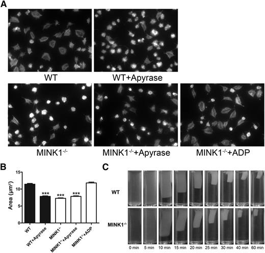 Figure 5. MINK1 regulates platelet spreading, but not clot retraction. (A) Spreading of WT and MINK1−/− platelets on immobilized fibrinogen in the presence or absence of apyrase (1 U/mL) or ADP (1 μM). Images are representative of 3 independent experiments with similar results. Original magnification, ×100. (B) Quantification of the areas of spread (μm2) WT and MINK1−/− platelets (mean ± SEM; ***P < .001, Student t test). (C) Platelets from WT or MINK1−/− mice were resuspended with human platelet-poor plasma at a concentration of 4 × 108/mL, and recombined plasma was stimulated to coagulate with thrombin (0.4 U/mL), then photographed at different time points. Experiments were repeated at least 3 times.