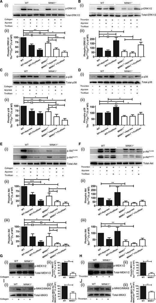 Figure 6. MINK1 deficiency impairs ERK, p38, Akt, MEK1/2, and MKK3/MKK6 phosphorylation. (Ai,Ci,Ei,Gi,Ii) Immunoblot analysis of WT and MINK1−/− platelets, stimulated with collagen (0.8 μg/mL) for 3 minutes in the absence or presence of apyrase (1 U/mL) or tirofiban (2 μg/mL), with antibodies recognizing phosphorylated ERK1/2 Thr202/Tyr204 (T202/Y204), total ERK1/2, phosphorylated p38 Thr180/Tyr182 (T180/Y182), total p38, phosphorylated Akt Thr308, phosphorylated Akt Ser473, total Akt, phosphorylated MEK1/2 Ser183/221, total MEK1/2, phosphorylated MKK3 Ser189/MKK6 Ser207, and total MKK3. (Aii-iii,Cii-iii,Eii-iii,Gii-iii,Iii-iii) Results were quantified and presented as mean ± SEM from at least 3 independent experiments (*P < .05, **P < .01, ***P < .001; paired Student t test). (Bi,Di,Fi,Hi,Ji) Immunoblot analysis of WT and MINK1−/− platelets, stimulated with thrombin (0.025 U/mL) for 3 minutes in the absence or presence of apyrase (1 U/mL) or tirofiban (2 μg/mL), with antibodies recognizing phosphorylated ERK1/2 Thr202/Tyr204 (T202/Y204), total ERK1/2, phosphorylated p38 Thr180/Tyr182 (T180/Y182), total p38, phosphorylated Akt Thr308, phosphorylated Akt Ser473, total Akt, phosphorylated MEK1/2 Ser183/221, total MEK1/2, phosphorylated MKK3 Ser189/MKK6 Ser207, and total MKK3. (Bii-iii,Dii-iii,Fii-iii,Hii-iii,Jii-iii) Results were quantified and presented as mean ± SEM from at least 3 independent experiments (*P < .05, **P < .01; paired Student t test).