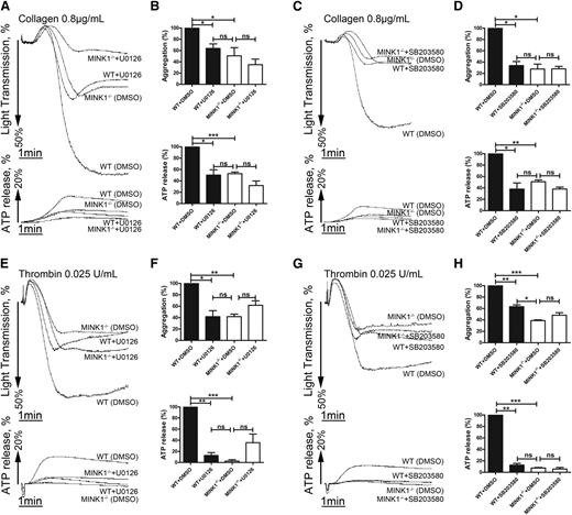 Figure 7. Defective ERK and p38 phosphorylation are responsible for impaired platelet aggregation of MINK1−/− platelets. (A,C,E,G) Aggregation and ATP release of WT or MINK1−/− platelets stimulated with collagen (0.8 μg/mL) or thrombin (0.025 U/mL) incubated in the presence of dimethylsulfoxide (DMSO), U0126 (10 μM), or SB203580 (10 μM) for 5 minutes. (B,D,F,H) The bar chart shows means ± SEM of the percentage of platelet aggregation and ATP release from at least 3 independent experiments depicted in panels A, C, E, and G (*P < .05, **P < .01 between WT and MINK1−/− mice, paired Student t test).
