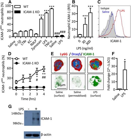 Figure 1. Murine neutrophils exhibit enhanced ICAM-1 expression in a stimulus-specific manner in vitro. Whole blood from WT or ICAM-1 KO mice was incubated (4 hours at 37°C) with IL-1β (50 ng/mL), LTB4 (30 nM), KC (30 nM), fMLP (1 µM), Zymosan (10 µg/mL), LPS (300 ng/mL), or TNF (100 ng/mL). After the red blood cell (RBC) lysis step, leukocytes were labeled with DAPI and fluorescent antibodies against CD45, Ly6G, and ICAM-1. Samples were analyzed by flow cytometry. (A) Percentage of ICAM-1–positive (ICAM-1pos) neutrophils in WT and ICAM-1 KO samples. (B) RFI compared with isotype control of unstimulated and LPS-stimulated WT neutrophils. (C) Representative histogram of ICAM-1 expression on saline or LPS-stimulated WT neutrophils compared with binding of an isotype control. (D) Time course of cell-surface ICAM-1 expression. (E) Naive or LPS-stimulated WT neutrophils labeled with fluorescent antibodies against Ly6G and ICAM-1 and the nuclear marker Draq5. Some samples were permeabilized before ICAM-1 labeling to visualize intracellular stores in addition to surface expression. Cells were imaged by confocal microscopy and analyzed using Imaris imaging software. (F) Quantitative polymerase chain reaction analysis of ICAM-1 mRNA in saline or LPS-stimulated neutrophils. Unstimulated expression levels were normalized to 1; LPS-stimulated data are shown as fold change compared with unstimulated samples. (G) Western blot of ICAM-1 and β-actin loading control in naive or LPS-stimulated purified neutrophils treated with protease inhibitor at the time of collection. Data are expressed as mean ± SEM of n = 3-27 animals/group. Statistically significant (t test) differences between treatment groups: *P < .05 and ***P < .001; differences between WT and ICAM-1 KO: #P < .05, ##P < .01, and ###P < .001.