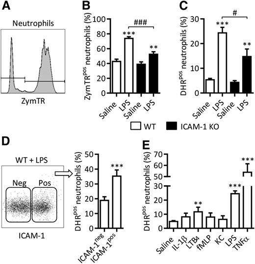 Figure 2. ICAM-1 expression facilitates enhanced neutrophil effector functions. Whole blood from WT or ICAM-1 KO mice was incubated (4 hours at 37°C) with IL-1β (50 ng/mL), LTB4 (30 nM), KC (30 nM), fMLP (1 µM), LPS (300 ng/mL), or TNF (100 ng/mL). Fluorescent ZymTR particles (10 µg/mL) or DHR (1 µM) were added to samples for 15 minutes before RBC lysis and labeling with DAPI and fluorescent antibodies against CD45 and Ly6G. Samples were analyzed by flow cytometry. (A) Representative histogram illustrating the detection of ZymTR-associated neutrophils. (B) Percentage of ZymTRpos neutrophils in unstimulated and LPS-stimulated WT and ICAM-1 KO samples. (C) Percentage of DHR positive (DHRpos) neutrophils, in LPS-stimulated as compared with LPS-unstimulated controls was quantified in WT and ICAM-1 KO samples. (D) Frequency of DHR positive neutrophils within the ICAM-1 positive (pos) or negative (neg) populations in LPS-stimulated blood. Data are expressed as mean ± SEM of n = 4 to 24 animals/group. (E) Percentage of DHRpos neutrophils in WT neutrophils stimulated as shown. Statistically significant (t test) differences between treatment groups: **P < .01, ***P < .001; differences between WT and ICAM-1 KO: #P < .05, ###P < .001.