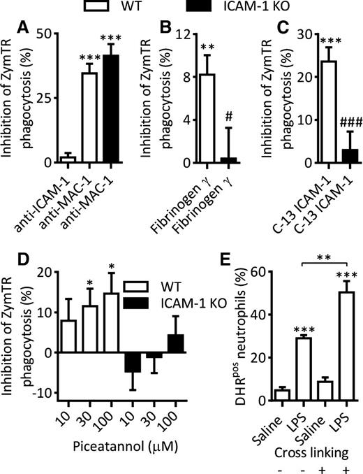 Figure 3. Mechanism of neutrophil ICAM-1–mediated enhanced effector functions. Whole blood from WT or ICAM-1 KO mice was incubated with LPS (300 ng/mL, 4 hours at 37°C). In some experiments, samples were treated with inhibitors as detailed before addition of ZymTR for a further 15 minutes. Unless indicated, results are presented as percentage inhibition of LPS-stimulated ZymTR phagocytosis. (A) LPS-stimulated samples were treated with blocking antibodies against ICAM-1 (clone YN1/1.7.4) or Mac-1 (clone M1/70) (both at 10 µg/mL for 15 minutes). (B) LPS-stimulated samples were treated with fibrinogen-γ–117-113 peptide to block ICAM-1–fibrinogen interaction (300 µM for 30 minutes). (C) LPS-stimulated samples were incubated with a membrane-penetrating peptide consisting of 13C-terminal amino acids of ICAM-1 that inhibits ICAM-1–mediated intracellular signaling (200 µg/mL for 120 minutes at 37°C). (D) LPS-stimulated WT or ICAM-1 KO samples were treated with the Syk inhibitor Piceatannol (30 minutes). (E) Percentage of DHRpos neutrophils in saline or LPS-stimulated samples following antibody crosslinking of ICAM-1 using rat–anti-ICAM-1 primary antibody (10 µg/mL, 15 minutes) and anti-rat secondary antibody (10 µg/mL, 15 minutes). Data are expressed as mean ± SEM of n = 8 to 15 animals/group. Statistically significant (t test) differences between control and treatment groups: *P < .05, **P < .01, and ***P < .001; differences between WT and ICAM-1 KO treatments: ###P < .001.