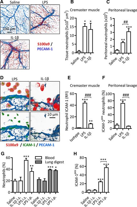 Figure 4. ICAM-1 is expressed on LPS-stimulated neutrophils in vivo. WT mice were injected with saline, LPS (300 ng IS or 1000 ng IP) or IL-1β (50 ng IP and IS). After a 4-hour in vivo test period, blood, lungs, peritoneal lavage, and cremaster muscles were collected. Cremaster muscles were fixed, permeabilized, and labeled with fluorescent antibodies against PECAM-1, the intracellular neutrophil marker S100a9, and ICAM-1 or an isotype control. Tissues were imaged by confocal microscopy and analyzed using Imaris. Following RBC lysis and enzymatic digestion of lung tissues, leukocytes from the blood, lung tissue digest, and peritoneal lavage were labeled with DAPI and fluorescent antibodies against CD45, Ly6G, ICAM-1, or an isotype control. (A) Representative images of unstimulated and stimulated cremaster muscles. (B-C) Quantification of extravasated neutrophils in saline and stimulated inflamed sites. (D) Representative images of ICAM-1 expression on extravasated neutrophils in LPS- and IL-β–stimulated cremaster muscles. (E-F) Quantification of ICAM-1 expression on extravasated neutrophils in inflamed tissues. (G) Percentage of Ly6G-positive neutrophils among CD45+ leukocytes in blood and digested lung tissue samples as quantified by flow cytometry. (H) Percentage of ICAM-1pos neutrophils in blood of saline, IL-1β–, and LPS-stimulated animals. Data are expressed as mean ± SEM of n = 3 to 10 animals/group. Statistically significant (t test or ANOVA) differences between stimulated and unstimulated treatment groups: *P < .05, **P < .01, and ***P < .001; differences between stimuli: ##P < .01 and ###P < .001.