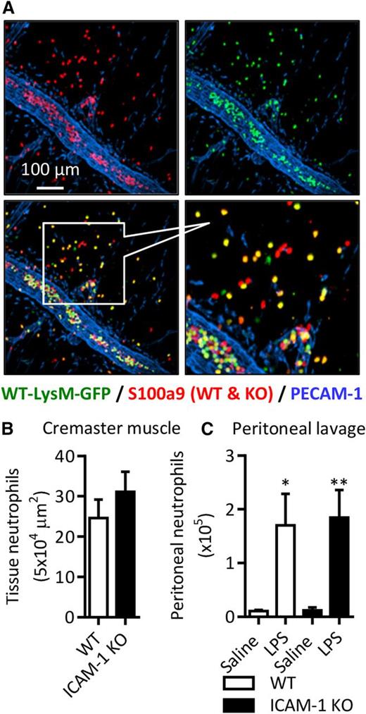 Figure 5. Neutrophil ICAM-1 does not support neutrophil transmigration in vivo. Extravasation of WT or ICAM-1 KO neutrophils was quantified using chimeric WT mice with a mix of WT-LysM-GFP and ICAM-1 KO (GFP-negative) neutrophils. Chimeric mice were stimulated with LPS (1000 ng IS or IP) and cremaster muscle tissues and peritoneal lavage fluid was collected and labeled with fluorescent antibodies against PECAM-1 and S100a9 (cremasters) or CD45 and Ly6G (lavage). (A) Representative image of extravasated WT and ICAM-1 KO neutrophils in LPS-stimulated cremaster muscles. (B-C) Quantification of extravasated WT-LysM-GFP and ICAM-1 KO neutrophils in saline and/or LPS-stimulated inflamed tissues. Values are normalized to the WT:KO ratio in the peripheral blood of each animal. Data are expressed as mean ± SEM of n = 6 to 10 animals/group. Statistically significant (t test or ANOVA) differences between stimulated and unstimulated treatment groups: *P < .05 and **P < .01.