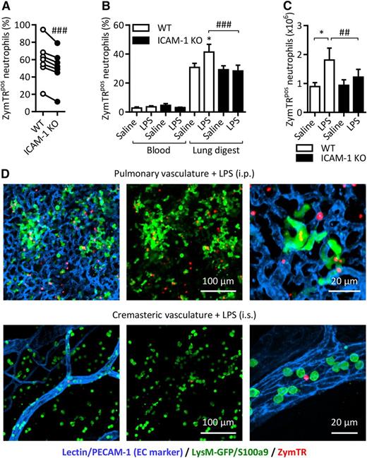 Figure 6. ICAM-1 facilitates neutrophil phagocytosis in vivo. Chimeric WT mice with a mix of WT-LysM-GFP and ICAM-1 KO (GFP-negative) neutrophils were injected with LPS (1000 ng IP). After 4 hours, ZymTR was injected IP (10 µg) or IV (100 µg) 15 minutes before collection of blood, lung tissues, and peritoneal lavage. Following RBC lysis and enzymatic digestion of lung tissues, cells were labeled with DAPI and fluorescent antibodies against CD45 and Ly6G and analyzed by flow cytometry. (A) Percentage of ZymTR-associated WT-LysM-GFP or ICAM-1 KO neutrophils in peritoneal lavage. (B) Percentage of ZymTR-associated WT-LysM-GFP or ICAM-1 KO neutrophils in blood and enzymatically digested lung tissues. (C) Total number of ZymTRpos WT-LysM-GFP or ICAM-1 KO neutrophils in the lungs of saline or LPS-stimulated animals. Values are normalized to the WT:KO ratio in the tissue of each animal. (D) Representative images showing neutrophils and ZymTR particles in LPS-stimulated pulmonary or cremasteric circulation 15 minutes after injection IV of ZymTR. Data are expressed as mean ± SEM of n = 6 to 10 animals/group. Statistically significant (t test) differences between treatment groups: *P < .05. Differences between WT-LysM-GFP and ICAM-1 KO: ##P < .01 and ###P < .001.