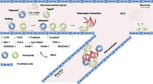 Figure 1. Multicellular and multistep model of sickle cell vaso-occlusion. Sickle cell vaso-occlusion arises from a cascade of interactions among RBCs, neutrophils, and endothelial cells. Activation of endothelial cells leads to the recruitment of neutrophils, which is initiated by rolling of neutrophils on endothelial selectins, followed by adhesion mediated by integrins. Adherent neutrophils receive a secondary wave of signals transduced through E-selectin, leading to the activation of αMβ2 (Mac-1) integrin on the leading edge. Activated Mac-1 on adherent neutrophils mediates the capture of circulating sickle RBCs, producing a temporary or prolonged obstruction of venular blood flow. Circulating neutrophils exhibit considerable heterogeneity in their proinflammatory properties. Signals derived from the microbiota drive the neutrophil aging in the circulation, generating an overly active aged subset that exhibits enhanced Mac-1 activation and NETs formation. Aged neutrophils play an important role in promoting sickle cell vaso-occlusion. Currently, whether NET formation plays a role in the vaso-occlusive process remains unclear. ESL-1, E-selectin ligand-1; MADCAM-1, mucosal vascular addressin cell adhesion molecule-1; PSGL-1, P-selectin glycoprotein ligand-1; VLA-4, very late antigen-4.