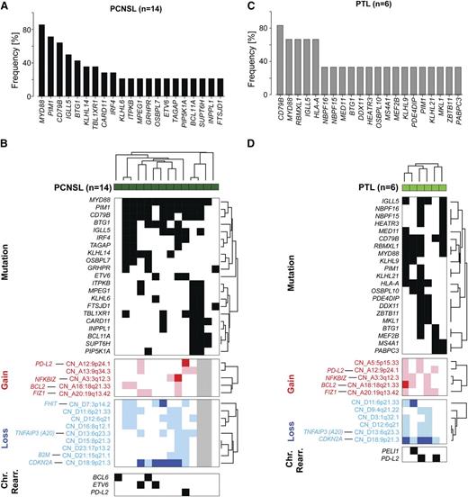 Figure 4. Somatic mutations and patterns of genetic alterations in PCNSL and PTL. (A) Frequency of mutations in PCNSLs (mutations initially identified by WES in 5 tumor/normal pairs and subsequently assessed in 9 additional tumors without paired normals by RNA-Seq). See also supplemental Table 5D-H. Only genes mutated in at least 20% (3 patients) are shown. (B) Mutations occurring in at least 20% (3/14) of PCNSL samples (dark green) are plotted in a black-and-white–coded matrix (x-axis, samples; y-axis, mutations; black, mutation present; white, mutation absent) and clustered bihierarchically. CNAs in these PCNSLs are visualized as a color-coded heat map below; copy gain, red; copy loss, blue; not available, gray; color intensity corresponds to magnitude of CNA. Top genes by integrative analyses of CN and transcript abundance are indicated on the left, y-axis. Chromosomal rearrangements of BCL6, ETV6, or PD-L2 are added below. (C) Frequency of mutations in 6 PTLs as assessed by RNA-Seq. Only mutations present in at least 2 patients are shown (supplemental Table 5I, full list). SNVs were filtered for known SNPs; only SNVs previously deposited in COSMIC or reported to be mutated in DLBCLs/PCNSLs are shown. (D) Mutations present in at least 2 PTLs (y-axis) are plotted in a black-and-white–coded matrix as in (B) and clustered bihierarchically. CNAs in these PTLs are visualized as a color-coded heat map below, and selected chromosomal rearrangements modifying BCL6 (PELI1) and PD-L2 are added at the bottom.