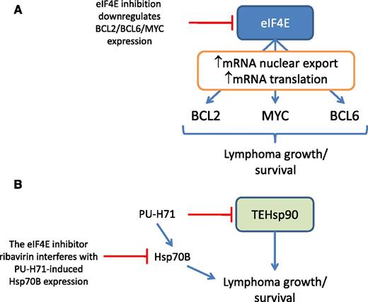Roles of eIF4E in BCLs. (A) eIF4E is required for efficient expression of the oncoproteins BCL2, MYC, and BCL6 in aggressive DLBCL. (B) eIF4E inhibition enhances response to the tumor-enriched Hsp90 (TEHsp90) inhibitor PU-H71 by interfering with feedback induction of Hsp70B.