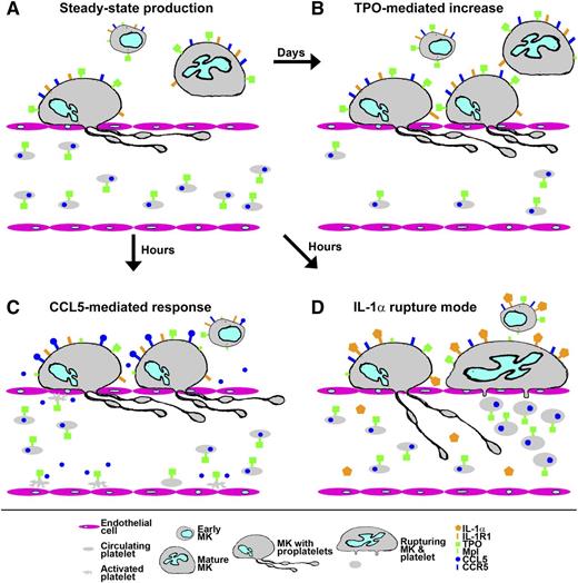 Response of platelet production to stresses. (A) Under steady-state conditions, early MK precursors develop over several days in the bone marrow into mature MKs that move to sinusoids and extend proplatelets through the endothelium into the bloodstream to shed platelets. Progression of early MKs is determined by the levels of TPO coming from blood, where most is bound by receptors (Mpl) on circulating platelets. (B) When circulating platelet numbers drop, the resulting rise in TPO reaching early MKs stimulates increased numbers to complete development and produce platelets, restoring steady-state levels after several days. (C) In a response proposed by Machlus et al, physiologic stress stimulates activated platelets and other cells to release CCL5/RANTES, which can directly stimulate mature MKs to rapidly increase platelet production, creating increased levels associated with reactive thrombocytosis. (D) Acute systemic inflammation and/or immune-modulated platelet loss produces increased levels of IL-1α, which, according to Nishimura et al,9 can directly stimulate mature MKs to undergo a rupture mode that allows them to rapidly shed large numbers of platelets that are somewhat larger than normal but otherwise functional. Illustration by Fred G. Pluthero.