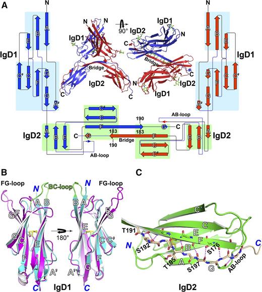 Figure 1. Structure of the PECAM-1 homophilic-binding domain. (A) Side and top views of the structure of IgD1-D2 in the asymmetric unit. N-linked glycans are shown as sticks with green carbons and red oxygens. The backbone hydrogen bonds at the hinge region are dashed in green. The protein topology diagram was generated with Pro-origami43 with manual modifications. The lengths of the β-strand symbols, but not their linkers, are proportional to the lengths of amino acid sequences. Two IgD1-D2 molecules in blue and red form a dimer through swapping of the G β strand at the C terminus of IgD2 domain. (B) Superimposition of PECAM-1 IgD1 (in cyan) and human ICAM-1 IgD2 (in magenta, PDB code, 1IC1), with disulfide bonds represented by yellow sticks. (C) Structure of PECAM-1 IgD2. The swapped G strand is shown in wheat carbons. Oxygens and nitrogens are red and blue, respectively. The hydrogen bonds are dashed in magenta.