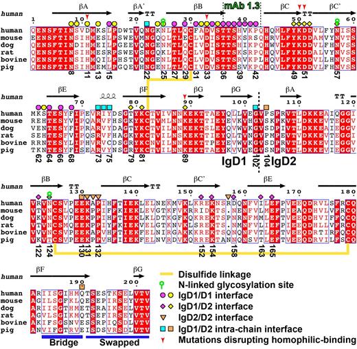 Figure 2. Sequence alignment of PECAM-1 IgD1-D2 across species. The alignment was generated with the ESPript server48 and modified manually. Conserved residues are boxed and highlighted in red. Secondary structures were defined by the DSSP program49,50 based on the crystal structure of PECAM-1. Disulfide linkages, N-linked glycosylation sites, the epitope for mAb PECAM-1.3, and the IgD1-D2 boundary are indicated. The interfacial residues are marked with different shapes, with color codes corresponding to Figures 4 and 5. The F-G bridge region and the swapped G strand are indicated with blue bars.