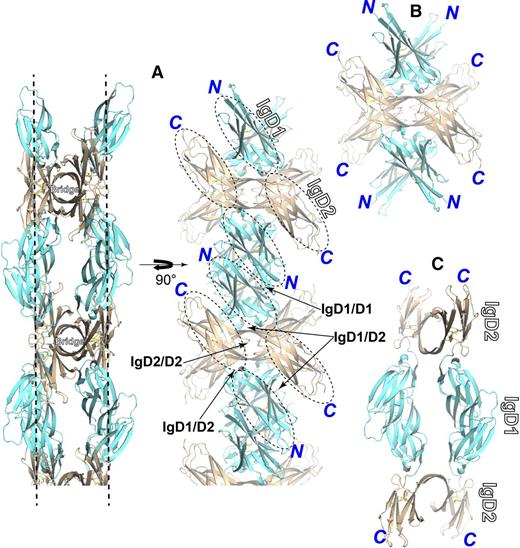 Figure 3. Molecular assembly and interfaces present in the crystal lattice. IgD1 and IgD2 are colored in cyan and wheat, respectively. The assemblies were dissected and shown separately. (A) A representative array of IgD1-D2 molecular packing in the crystal lattice. The 2 molecules of the strand-swapped dimer form 2 layers of lattice contacts marked with dashed lines. One layer of the contacts is shown by rotating the molecule 90° along the y-axis with the interfaces indicated by the arrows. (B) The assembly of a tetramer formed by 2 strand-swapped dimers crossed at the bridge region. (C) The assembly of a tetramer formed by IgD1/D1 interactions.