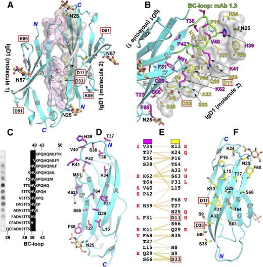 Figure 4. Homophilic interactions of PECAM-1 IgD1. (A) The IgD1/D1 interface. Interfacial residues defined by PDBsum51 are shown as sticks, with transparent surfaces and carbons in magenta for PECAM-1 IgD1-D2 molecule 1 or yellow for PECAM-1 IgD1-D2 molecule 2. Glycans at N25 and N57 are shown as sticks with carbon in wheat color. Oxygens and nitrogens are red and blue, respectively. Residues that are important for homophilic binding as identified by previous mutagenesis studies are boxed. (B) Close-up of the IgD1/D1 interface. One of the IgD1 molecules is shown as a transparent surface. The epitope of mAb PECAM-1.3 is highlighted with carbons in green. Waters are red small spheres. Hydrogen bonds are dashed in green. (C) Epitope mapping of mAb PECAM-1.3 bound to a series of overlapping peptides spanning PECAM-1 amino acids 29-50. (D-F) A split view of the IgD1/D1 interface as shown in panel B. The interacting residues are listed in panel F with hydrogen bonds and nonbonded contacts shown in green and orange, respectively. The equivalent residues that differ in mouse PECAM-1 are shown in red. The interfacial residues are also indicated in Figure 2.