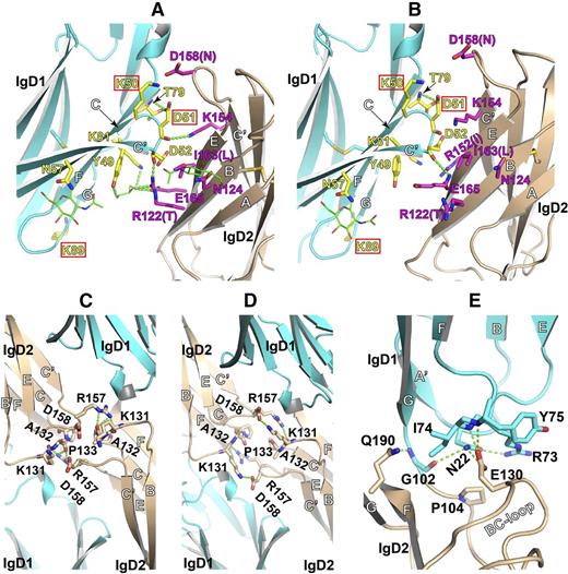 Figure 5. Trans homophilic contacts between adjacent IgD1/D2 and IgD2/D2 domains. (A-B) Interchain IgD1/D2 interfaces present in the crystal lattice formed by the 2 PECAM-1 IgD1-D2 molecules in the asymmetric unit. (C-D) Interchain IgD2/D2 interfaces in the crystal lattice formed by the 2 PECAM-1 IgD1-D2 molecules asymmetric unit. (E) The intrachain interface between IgD1 and IgD2. Interfacial residues are shown as sticks with red oxygens and blue nitrogens. Carbohydrates are shown as sticks with green carbons. Hydrogen bonds are dashed in green. Residues that are important for homophilic binding, as identified by previous mutagenesis studies, are boxed. The equivalent residues that differ in mouse PECAM-1 are shown in parentheses. The interfacial residues are also indicated in Figure 2.