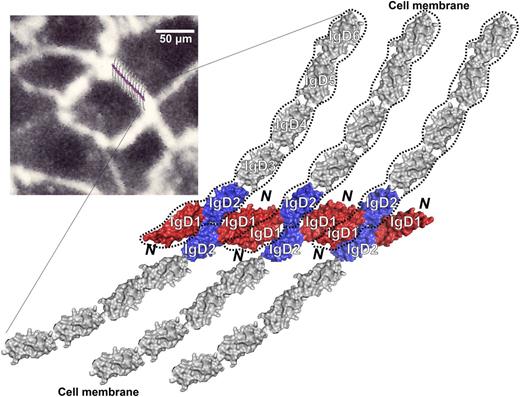 Figure 6. Model of PECAM-1 homophilic interactions that form at the endothelial cell-cell junction. Both IgD1 and IgD2 play important roles in creating, and then solidifying, homophilic PECAM-1/PECAM-1 interactions. Note the concentration-dependent interfaces that form between IgD1/D1, IgD1/D2, and IgD2/D2 in closely apposed PECAM-1 molecules. Inset, Human umbilical vein endothelial cells immunostained with mAb PECAM-1.3, with the proposed homophilic PECAM-1/PECAM-1 model superimposed to generate a schematic of the junctional structure that may exist at endothelial cell-cell borders. PECAM-1 molecules are not to scale.