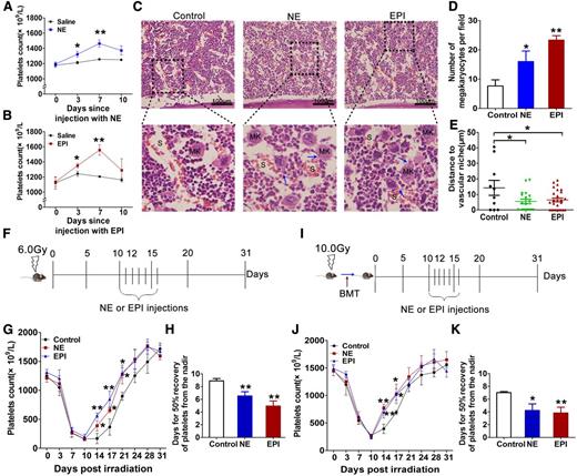 Figure 2. NE and EPI administration elevate platelet levels in vivo. (A-B) Changes in the peripheral platelet levels in normal C57BL/6 mice injected with saline, NE, or EPI once a day for 7 days. (C) Distributions of MKs in the BM (H&E staining) in the mice. Arrows point to the pseudopods of MKs (proplatelets) inserting into the vascular sinusoids. (D) Quantification of MKs in the BM in the mice. (E) Quantification of the distance between MKs and the vascular sinusoids in the BM. (F) Experimental schematic of NE and EPI administration in C57BL/6 mice subjected to irradiation. (G) Changes in the peripheral platelet counts in irradiated mice receiving NE or EPI treatment. (H) Time (days) needed for 50% recovery of platelet loss from the nadir in irradiated mice receiving NE or EPI treatment. (I) Experimental schematic of NE and EPI administration in C57BL/6 mice that received BMT after irradiation. (J) Changes in the peripheral platelet counts in grafted mice that received NE or EPI treatment. (K) Time (days) needed for 50% recovery of platelet loss from the nadir in grafted mice receiving NE or EPI treatment. *P < .05, **P < .01, vs control. Each group contains 6 to 7 mice.