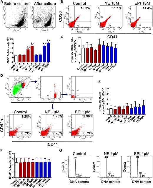 Figure 4. NE and EPI expand the population of CD34+ cells but have no significant effect on the commitment to MK lineage and the proliferation of MKs. Human cord blood–derived CD34+ cells were cultured with NE and EPI together with different cytokines for 7 days. (A) Flow cytometric analysis of the numbers of CD34+ cells labeled with APC-conjugated anti-CD34 antibody after the cells being treated with NE and EPI at the indicated concentrations in the presence of 20 ng/mL rhSCF. (B) The expression of CD36+CD41+ on CD34+ cells analyzed by flow cytometric analysis. (C) Mean frequency of CD34+ cells expressing CD36+CD41+ after the cells being treated with different concentrations of NE or EPI in the presence of rhSCF. (D) Flow cytometric analysis of CD41+CD42b+ expression on the cells after treatment with NE (1 μM) or EPI (1 μM) in the presence of 20 ng/mL rhSCF. (E) Mean frequency of cells expressing CD41+CD42b+ after CD34+ cells being treated with different concentrations of NE or EPI in the presence of 20 ng/mL rhSCF. (F) Flow cytometric analysis of CD41+ cell counts after NE and EPI treatment at the indicated concentrations in the presence of 20 ng/mL rhTPO. (G) Histogram of DNA content in CD41+ cells after CD34+ cells being cultured with rhTPO and double-labeled with FITC-conjugated CD41 and PI. *P < .05, **P < .01 vs control. SCF, stem cell factor.
