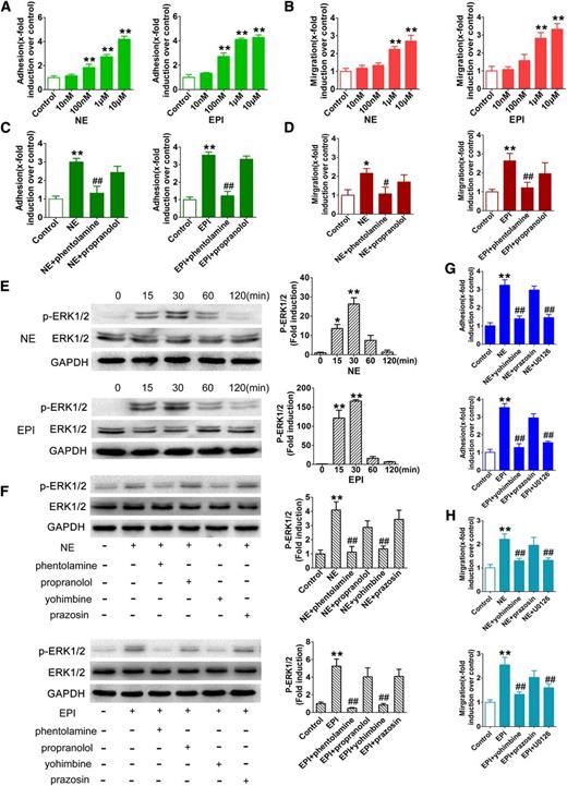 Figure 5. NE and EPI promote the adherence and migration of MKs. The progeny of CD34+ cells cultured with rhTPO for 13 days were purified first and then used for the experiments. (A-B) Adherent and migrated MKs treated with different concentrations of NE or EPI. (C-D) Adherence and migration of MKs pretreated with phentolamine (10 μM) or propranolol (10 μM) for 20 minutes before incubation with 1 μM NE or EPI. (E) Western blot analysis for ERK1/2 phosphorylation in MKs after exposure to NE (1 μM) or EPI (1 μM) for the indicated times. (F) ERK1/2 phosphorylation in MKs pretreated with different adrenergic antagonists for 20 minutes followed by NE (1 μM) or EPI (1 μM) treatment of 30 minutes. (G-H) The inhibitory effect of yohimbine, prazosin, and U0126 on the adherence and migration of MKs induced by NE (1 μM) or EPI (1 μM). *P < .05, **P < .01, vs control; #P < .05, ##P < .01, vs NE or EPI treatment group.
