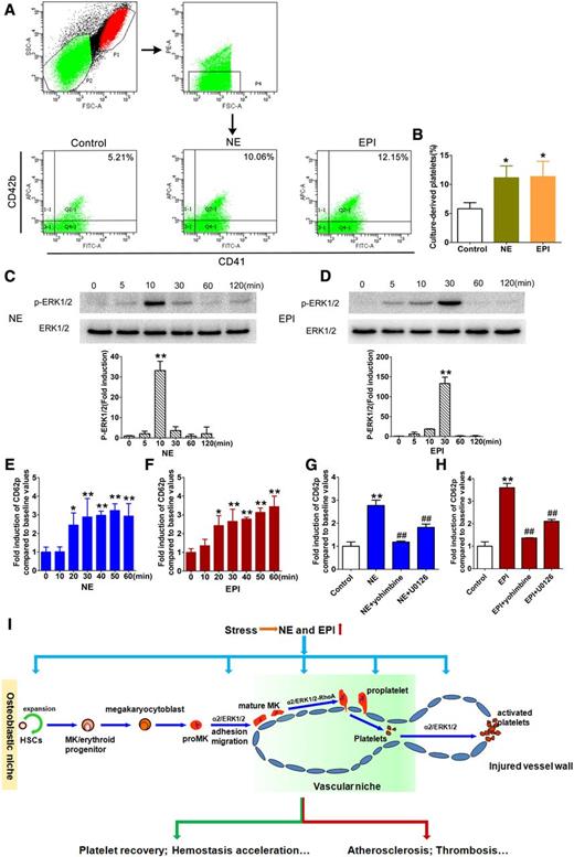 Figure 7. NE and EPI promote platelet production and activation. (A) Flow cytometric analysis of platelet production from MKs induced by NE or EPI. CD34+ cells were cultured with rhTPO for 13 days and then treated with NE (1 μM) or EPI (1 μM) for 24 hours. (B) Mean percentages of culture-derived platelets induced by NE or EPI. (C-D) Western blot analysis of ERK1/2 phosphorylation in isolated platelets from the health donors treated with NE or EPI for different times. (E-F) Flow cytometry analysis of the time-course changes of in CD62p expression in isolated platelets induced by NE (10 μM) or EPI (10 μM). (G-H) CD62p expression in isolated platelets treated with yohimbine (10 μM) and U0126 (10 μM) before NE and EPI stimulation. (I) Schematic illustration of the role of sympathetic stress in regulating thrombopoiesis and its pathophysiological implications. The elevated NE and EPI levels induced by sympathetic stress stimulate thrombopoiesis and platelet activation via α2-adrenoceptor–mediated ERK1/2 signaling. As a result, the increased platelet counts and activation promote 2 different outcomes (hemostasis facilitation or thrombosis aggravation) under different pathophysiological conditions. *P < .05, **P < .01, vs control; #P < .05, ##P < .01, vs NE or EPI treatment group.