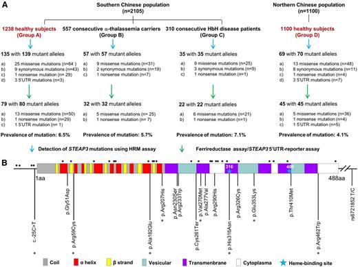 Figure 1. The prevalence and spectrum of STEAP3 mutations in the Chinese population. (A) Study design and study outcomes. A total of 3205 individuals from 2 representative regions (southern and northern China) were studied to document the incidence of STEAP3 mutations. Southern Chinese population: 3 groups of 2105 subjects from Guangxi where thalassemias are endemic included 1238 normal subjects (group A), 557 α-thalassemia carriers (group B), and 310 individuals with hemoglobin H (HbH) disease samples (group C). STEAP3 mutations occurred at similar frequencies among these 3 groups (P = .720), confirming a high prevalence of STEAP3 mutations in southern China. The high prevalence of STEAP3 mutations was also noted in 1100 normal individuals recruited from the Shandong Province in northern China. All 179 mutant alleles detected in these 2 populations were used to assess the spectrum of STEAP3 mutations. (B) Domains in the gene structure of STEAP3 are indicated by the different color boxes and the untranslated regions are delineated by the solid black line. Sixteen functional STEAP3 mutations are shown below the map and 8 novel mutations are marked with an asterisk. Twenty-eight neutral mutations (4 variants in the 5′UTR and 23 missense mutations in the coding regions) are shown with black dots above the map and are presented in supplemental Table 1. The eSNP (rs6721852) in the STEAP3-C2orf76 intergenic region is also indicated at the right.