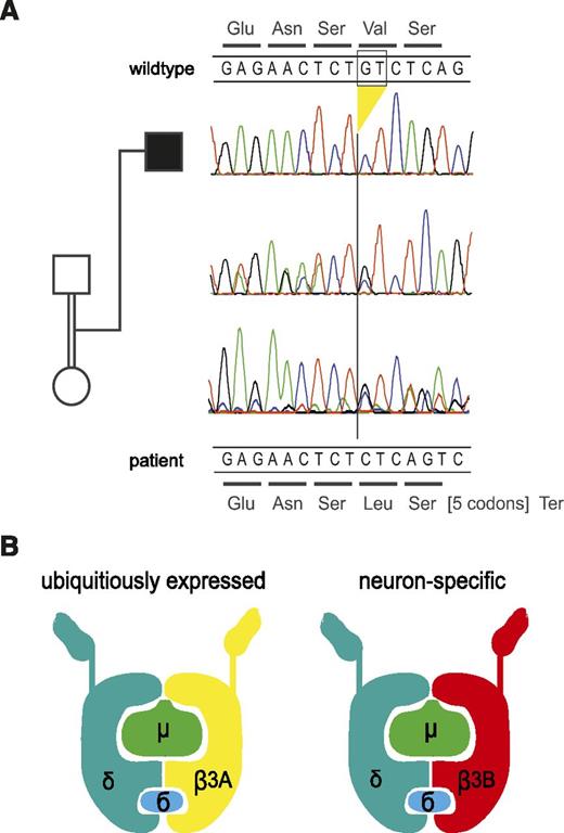 Figure 3. Genetic analysis and model of the AP3 complex. (A) Electropherograms of the section of exon 32 harboring the homozygous deletion in the patient. The deletion leads to a frameshift at codon 1189 and a termination codon after 7 residues. The encoded wild-type peptide sequence is shown at the top, and the codons of the mutant sequence are shown below the DNA sequences. The parents are heterozygous for the deletion as expected. For technical reasons, the reverse strand was sequenced in the DNA sample of the father but the complementary sequence is depicted here (ie, it is shown in the same direction as the other samples). (B) Model of the AP3 protein complex in the ubiquitous and the neuronal form (adapted from Odorizzi et al31). AP3δ is an essential part of both complexes, whereas AP3β3A, mutated in HPS2, is substituted by AP3β3B in neuronal cells.