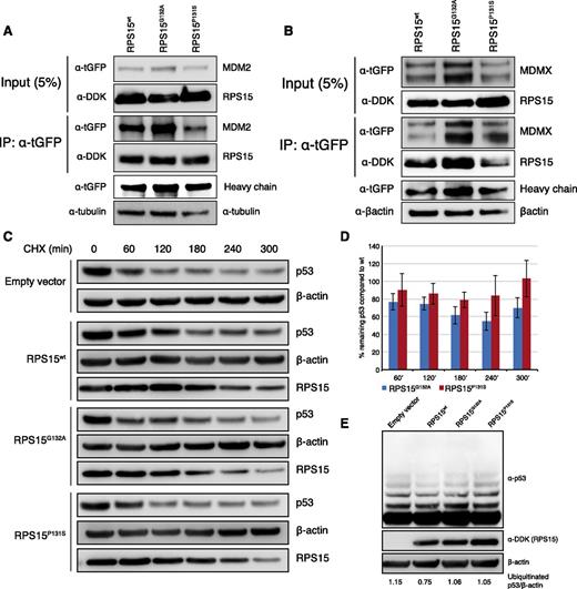 Figure 4. In vitro characterization of RPS15 mutations. (A-B) RPS15G132A and RPS15P131S interact with MDM2 and MDMX. Immunoblot analysis of whole-cell lysates (input) and immunoprecipitates (IP) of HCT116 cells cotransfected with 1 of the Myc-DDK-RPS15 vectors (wt, G132A or P131S) and either tGFP-MDM2 (A) or tGFP-MDMX (B). Twenty-four hours posttransfection 500 μg of cell lysates were subjected to immunoprecipitation using anti-tGFP antibody followed by immunoblotting with indicated antibodies. Immunoglobulin G heavy chain was used as loading control for IP fraction. (C-D) Transient expression of RPS15wt, RPS15P131S, and RPS15G132A in HCT116 cells revealed an impaired ability to stabilize endogenous p53, in particular for the RPS15G132A mutant. Western blot images from 1 representative experiment and quantification results from 3 independent experiments are shown. Images from 2 additional experiments are presented in supplemental Figure 7. (E) Ubiquitination experiments revealed increased ubiquitin-mediated p53 degradation in both RPS15 mutants (40.1% and 40.6% increase for RPS15P131S and RPS15G132A, respectively, measuring the intensity for the upper 4 bands) compared with wild-type RPS15.