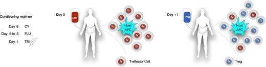 Distribution of infused CB Tregs into different compartments. APC, antigen-presenting cell; CBT, CB transplant; CY, cyclophosphamide (50 mg/kg); FLU, fludarabine (40 mg/m2); TBI, total body irradiation (200 cGy).