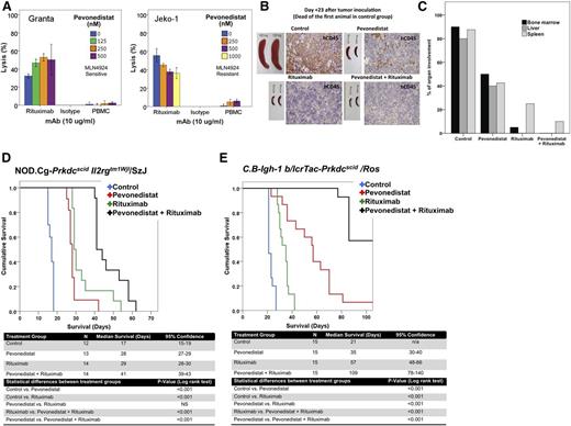 Figure 7. Pevonedistat potentiates the antitumor activity of rituximab in vitro and in vivo. (A) Preincubation of MCL cell lines for 48 hours with pevonedistat increased rituximab-associated ADCC in vitro. Both the Granta cell line (pevonedistat-sensitive) and the Jeko-1 cell line (pevonedistat-resistant) were evaluated. ADCC was assessed using standard 51Cr release assays. Each experiment was done in triplicate. (B-E) Pevonedistat exhibits synergistic activity in combination with rituximab in 2 SCID-mouse models: NK cell–deficient NOD.Cg-Prkdcscid Il2rgtm1Wjl/SzJ (B-D) and NK cell–competent C.B-Igh-1 b/lcrTac-Prkdcscid/Ros (E). (B) Gross and microscopic response to pevonedistat exposure in MCL preclinical in vivo models were also evaluated via necropsy and investigation of mouse spleens from each treatment group (control, rituximab, pevonedistat, or pevonedistat plus rituximab), as well as assessment of human (h)CD45 by immunohistochemistry. (C) In vivo treatment of NK cell–deficient SCID mice bearing the Granta cell lines with pevonedistat, rituximab, or the combination of both agents resulted in a decreased tumor burden when compared with control animals. The combination of pevonedistat and rituximab resulted in a larger decrease of lymphoma involvement in several organs as determined by pathological analysis. (D-E) In vivo treatment of MCL-bearing SCID mice with rituximab and pevonedistat resulted in synergistic activity when compared with single agent–treated or control-treated animals. Survival differences between groups were compared using log rank analysis. Experiments were repeated 3 separate times. MAb, monoclonal antibody; n/a, not applicable; NS, not significant; PBMC, peripheral blood mononuclear cell.